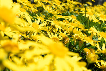 Abundant wild yellow flowers (yellow daisies)