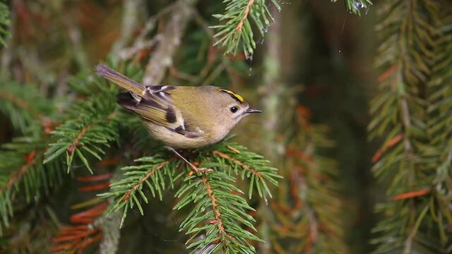 beautiful wild bird goldcrest on spruce branches