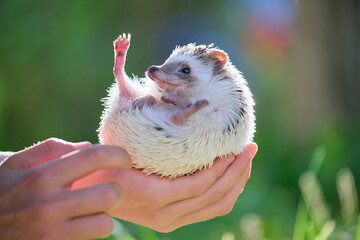 Human hands holding little african hedgehog pet outdoors on summer day. Keeping domestic animals and caring for pets concept