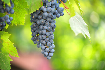 Blue grape branch growing in vine yard in autumn garden.