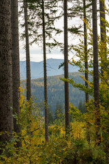 Mountain Forrest