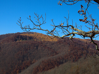 Branch reaching out over hill top