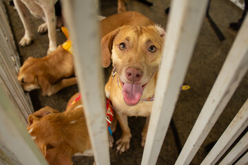 Um cachorro caramelo dentro de cercado em exposição em uma feira de adoção. Feira organizada...