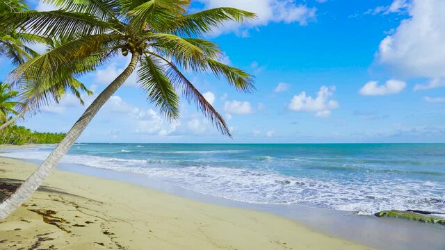 The clean Indian beach is a natural paradise with white sand and palm trees. The palm grove stretches along the entire sea coast. Blue sea with white waves under a blue cloudy sky on a hot day.