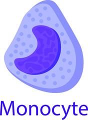 Medical illustration of a monocyte. Blood cells.