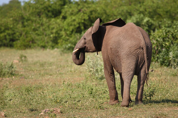 Afrikanischer Elefant / African elephant / Loxodonta africana