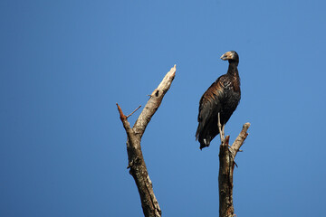 Mohrenklaffschnabel / African openbill / Anastomus lamelligerus