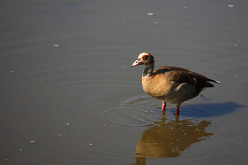 Nilgans / Egyptian goose / Alopochen aegyptiacus..