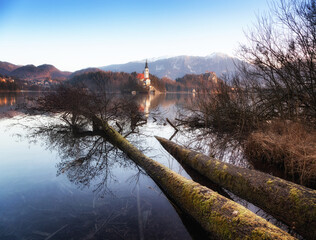 Morning landscape at Lake Bled, Slovenia. Flooded trees in the lake.