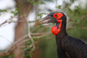 Kaffernhornrabe / Southern ground hornbill / Bucorvus leadbeateri