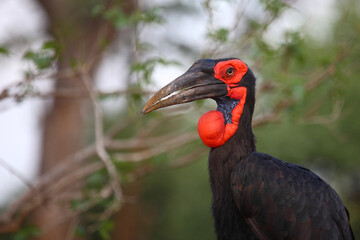 Kaffernhornrabe / Southern ground hornbill / Bucorvus leadbeateri