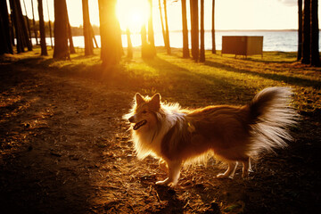 Fototapeta na wymiar The fluffy dog in a forest during sunset.