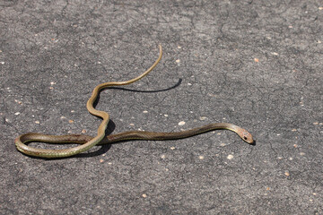 Olive Peitschenschlange / Olive grass snake or Olive whipe snake / Psammophis mossambicus