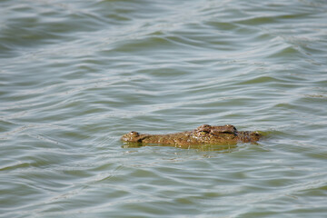 Nilkrokodil / Nile crocodile / Crocodylus niloticus