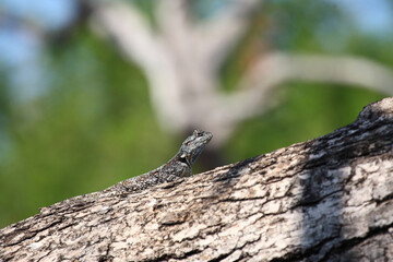 Atlasagame oder Blaukehlagame / Black-necked agama or Southern tree agama / Acanthocercus atricollis or Agama atricollis