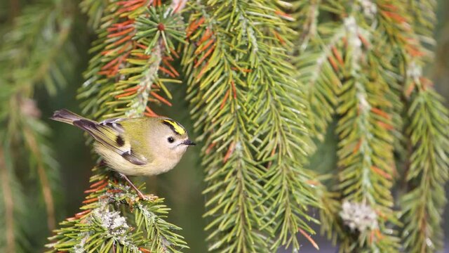 Goldcrest sits on a spruce branch and flies away