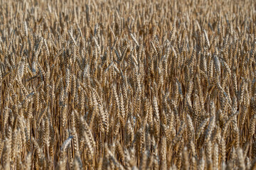 Golden wheat field on a sunny day in the morning, close up