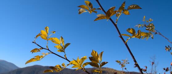 Golden leaves on blue sky - landscape