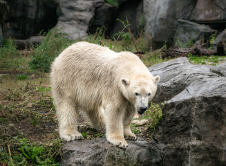 White polar bear on the background of rocks	