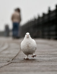 A white pigeon walks on the street.
