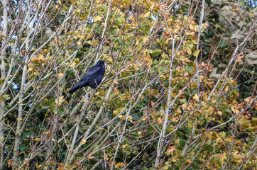 A common raven (Corvus Corax) perched on an autumnal tree branch