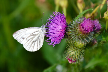 White butterfly on a purple flower.