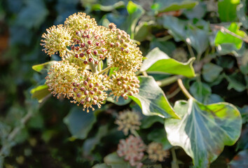 Ivy, Hedera helix is an evergreen climbing plant growing high where suitable surfaces (trees, cliffs, walls) are available