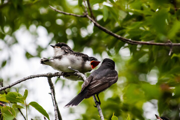 Eastern Kingbird (Tyrannus tyrannus) chicks just out of the nest and being fed by parents.