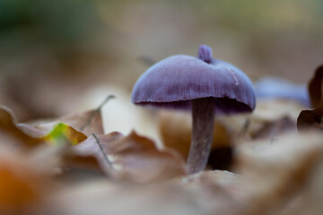 Close up one purple mushroom on the forest floor between the leaves. Macro rural forest details autumn. Natural wild fungi.