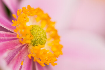 Beauty of nature. This is a close up macro image of a pink flower with yellow center. - Powered by Adobe