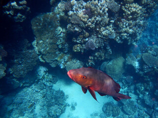 Naklejka premium Kupferschnapper oder Doppelfleck-Schnapper / Two-spot red snapper or Twinspot Snapper / Lutjanus bohar.