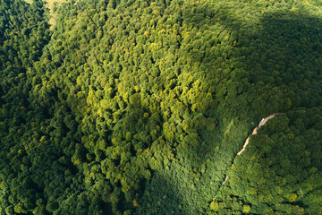 Top down flat aerial view of dark lush forest with green trees canopies in summer.