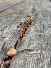 Mushrooms macro on the wood table