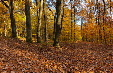 Obraz premium Autumn in the forest. Sunny afternoon.