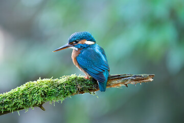 Eisvogel - Stockfoto
