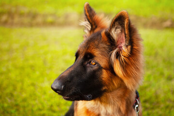 Portrait of a young German shepherd dog.