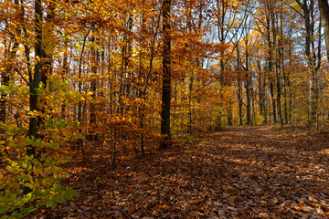 Dense young mixed forest in late fall. 