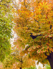 autumn texture with deciduous trees, with leaves in different tones of ochre and green, vertical