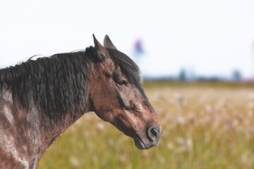 amazing and healthy friesian horse portrait on nature