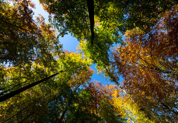 Herbst Indian Summer Sauerland bunte Blätter Färbung Bäume Baumkronen Wald Zweige Äste Laub...