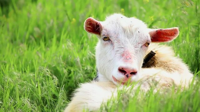 close-ups of a white domestic goat lying in the grass and looking at the camera