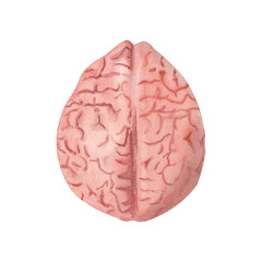 Watercolor brain illustration isolated on white background. Realistic human organ. Clipart for halloween decor, cards, medicine, anatomy poster. Handpainted drawing 