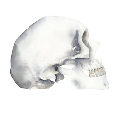 Watercolor illustration of human skull isolated on white background. Great for anatomy poster, educational teacher stuff, halloween decor, party invitation and greeting cards.