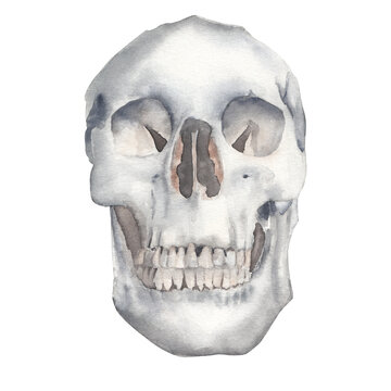 Watercolor illustration of human skull isolated on white background. Great for anatomy poster, educational teacher stuff, halloween decor, party invitation and greeting cards.