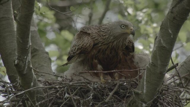 red kite nest - offspring, germany