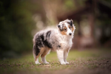 Sheltie puppy in nature