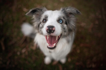 Border collie cute face
