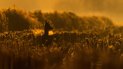 Sarna o wschodzie słońca w jesiennych kolorach  © Damian