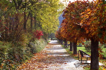 Fall scene. Bright orange  tree leaves canopy over rest bench in autumn park. Human with a dog in background.