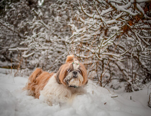 shih tzu dog in winter in the snow in the forest